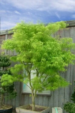Koto No Ito Japanese Maple - 1 Gallon Pot -Garden Plant Shop acer palmatum koto no ito japanese maple 12