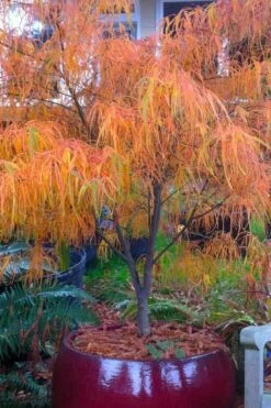 Koto No Ito Japanese Maple - 3 Gallon Pot -Garden Plant Shop acer palmatum koto no ito japanese maple 14 1