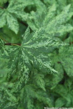 Kumoi Nishiki Japanese Full Moon Maple - 3 Gallon Pot -Garden Plant Shop acer palmatum kumoi nishiki 1