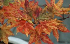 Kumoi Nishiki Japanese Full Moon Maple - 2 Gallon Pot 18 Kumoi Nishiki Japanese Full Moon Maple - 2 Gallon Pot -Garden Plant Shop acer palmatum kumoi nishiki 12 1