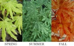 Kumoi Nishiki Japanese Full Moon Maple - 2 Gallon Pot 14 Kumoi Nishiki Japanese Full Moon Maple - 2 Gallon Pot -Garden Plant Shop acer palmatum kumoi nishiki 13 1