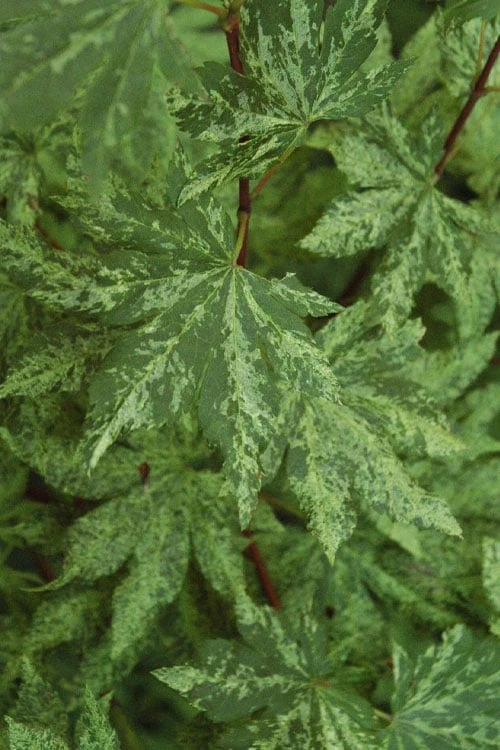 Kumoi Nishiki Japanese Full Moon Maple - 2 Gallon Pot 10 Kumoi Nishiki Japanese Full Moon Maple - 2 Gallon Pot - Image 10