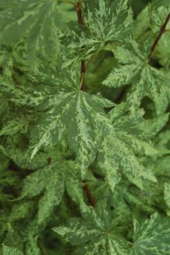 Kumoi Nishiki Japanese Full Moon Maple - 3 Gallon Pot -Garden Plant Shop acer palmatum kumoi nishiki japanese maple 4