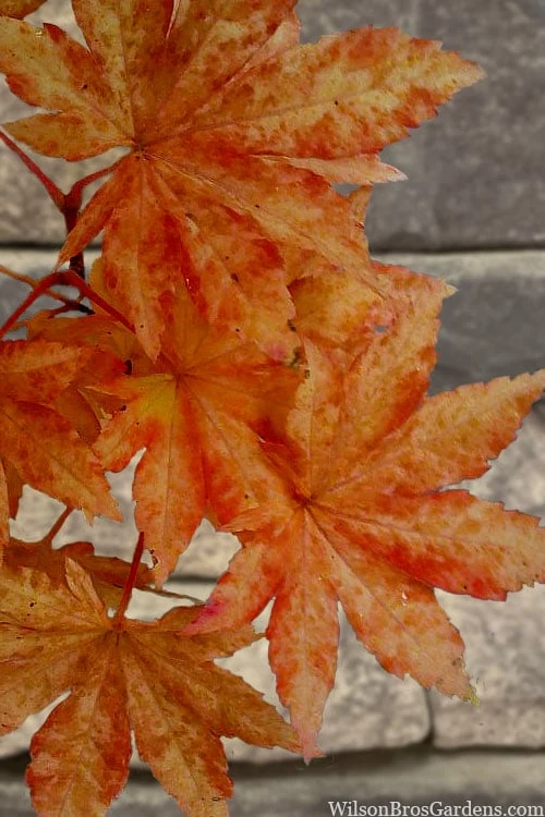 Kumoi Nishiki Japanese Full Moon Maple - 2 Gallon Pot 8 Kumoi Nishiki Japanese Full Moon Maple - 2 Gallon Pot - Image 8