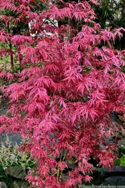 Lileeanne's Jewel Pink Leaf Japanese Maple - 3 Gallon Pot 8 Lileeanne's Jewel Pink Leaf Japanese Maple - 3 Gallon Pot -Garden Plant Shop acer palmatum lileeannes jewel 6