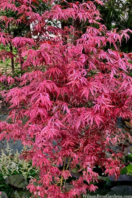 Lileeanne's Jewel Pink Leaf Japanese Maple - 3 Gallon Pot 4 Lileeanne's Jewel Pink Leaf Japanese Maple - 3 Gallon Pot - Image 4