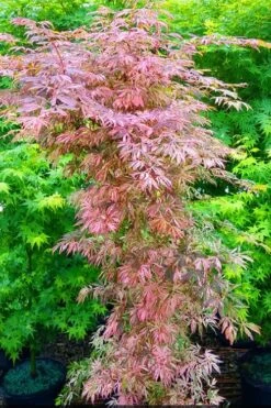 Lileeanne's Jewel Pink Leaf Japanese Maple - 1 Gallon Pot -Garden Plant Shop acer palmatum lileeannes jewel 8