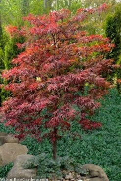 Lionheart Japanese Maple - 5 Gallon Pot -Garden Plant Shop acer palmatum lion heart japanese maple 7