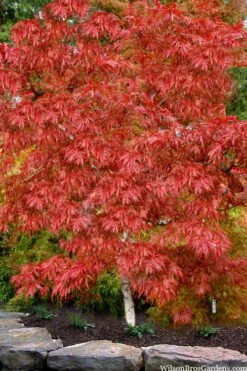 Lionheart Japanese Maple - 5 Gallon Pot -Garden Plant Shop acer palmatum lion heart japanese maple 8