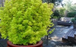 Little Sango' Dwarf Coral Bark Japanese Maple - 5 Gallon Pot 11 Little Sango' Dwarf Coral Bark Japanese Maple - 5 Gallon Pot -Garden Plant Shop acer palmatum little sango dwarf coral bark japanese maple 3