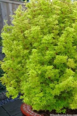 Little Sango' Dwarf Coral Bark Japanese Maple - 5 Gallon Pot 13 Little Sango' Dwarf Coral Bark Japanese Maple - 5 Gallon Pot -Garden Plant Shop acer palmatum little sango dwarf coral bark maple 1