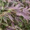 Manyo No Sato Purple Leaf Japanese Maple - 2 Gallon Pot