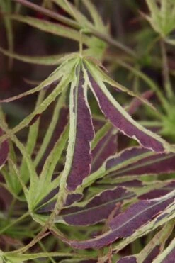 Manyo No Sato Purple Leaf Japanese Maple - 3 Gallon Pot (2-3') -Garden Plant Shop acer palmatum manyo no sato japanese maple 6