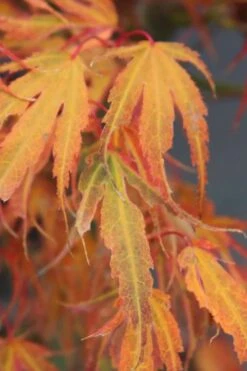 Manyo No Sato Purple Leaf Japanese Maple - 3 Gallon Pot (2-3') -Garden Plant Shop acer palmatum manyo no sato japanese maple 7