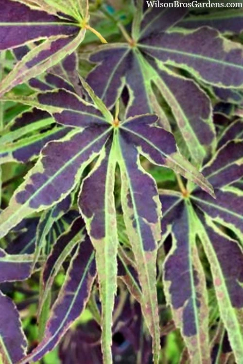 Manyo No Sato Purple Leaf Japanese Maple - 5 Gallon Pot 5 Manyo No Sato Purple Leaf Japanese Maple - 5 Gallon Pot - Image 5
