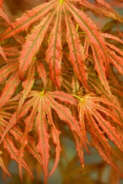 Crescent Moon Japanese Maple (Acer Palmatum 'Mikazuki') - 1 Gallon Pot -Garden Plant Shop acer palmatum mikazuki japanese maple 4 1