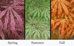 Crescent Moon Japanese Maple (Acer Palmatum 'Mikazuki') - 3 Gallon Pot (5-6') -Garden Plant Shop acer palmatum mikazuki japanese maple 5 4