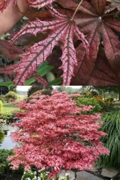 Crescent Moon Japanese Maple (Acer Palmatum 'Mikazuki') - 3 Gallon Pot (3-4') -Garden Plant Shop acer palmatum mikazuki japanese maple 8 3