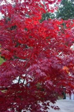 Moonfire Japanese Maple - 5 Gallon Pot -Garden Plant Shop acer palmatum moonfire japanese maple 2