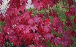Moonfire Japanese Maple - 5 Gallon Pot -Garden Plant Shop acer palmatum moonfire japanese maple 3