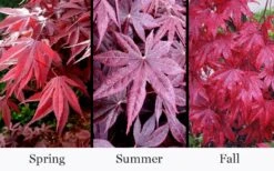 Moonfire Japanese Maple - 5 Gallon Pot -Garden Plant Shop acer palmatum moonfire japanese maple 4