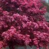 Moonfire Japanese Maple - 5 Gallon Pot