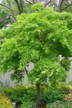 Pine Bark Japanese Maple (Acer Palmatum 'Nishiki Gawa) - 5 Gallon Pot -Garden Plant Shop acer palmatum nishiki gawa pine bark japanese maple 3 1