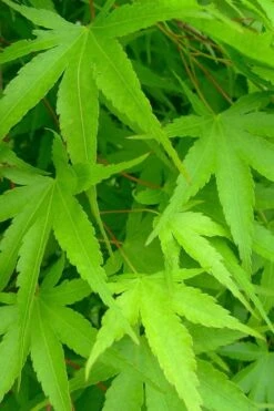 Pine Bark Japanese Maple (Acer Palmatum 'Nishiki Gawa) - 5 Gallon Pot -Garden Plant Shop acer palmatum nishiki gawa pine bark japanese maple 4 1