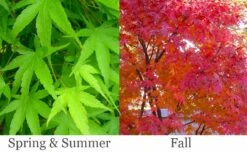 Pine Bark Japanese Maple (Acer Palmatum 'Nishiki Gawa) - 1 Gallon Pot -Garden Plant Shop acer palmatum nishiki gawa pine bark japanese maple 6