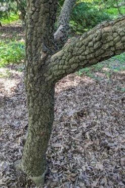 Pine Bark Japanese Maple (Acer Palmatum 'Nishiki Gawa) - 5 Gallon Pot -Garden Plant Shop acer palmatum nishiki gawa pine bark japanese maple 8 1