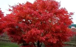 Pine Bark Japanese Maple (Acer Palmatum 'Nishiki Gawa) - 1 Gallon Pot -Garden Plant Shop acer palmatum nishiki gawa pine bark japanese maple 9