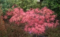 Olsen's Frosted Strawberry Japanese Maple - 3 Gallon Pot 26 Olsen's Frosted Strawberry Japanese Maple - 3 Gallon Pot -Garden Plant Shop acer palmatum olsens frosted strawberry japanese maple 10