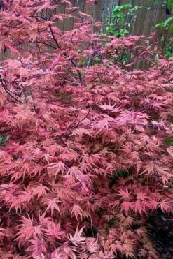 Olsen's Frosted Strawberry Japanese Maple - 3 Gallon Pot 21 Olsen's Frosted Strawberry Japanese Maple - 3 Gallon Pot -Garden Plant Shop acer palmatum olsens frosted strawberry japanese maple 11