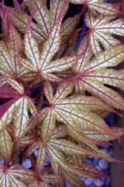 Olsen's Frosted Strawberry Japanese Maple - 3 Gallon Pot 24 Olsen's Frosted Strawberry Japanese Maple - 3 Gallon Pot -Garden Plant Shop acer palmatum olsens frosted strawberry japanese maple 12