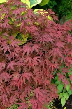 Olsen's Frosted Strawberry Japanese Maple - 3 Gallon Pot 31 Olsen's Frosted Strawberry Japanese Maple - 3 Gallon Pot -Garden Plant Shop acer palmatum olsens frosted strawberry japanese maple 13