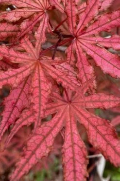 Olsen's Frosted Strawberry Japanese Maple - 3 Gallon Pot 27 Olsen's Frosted Strawberry Japanese Maple - 3 Gallon Pot -Garden Plant Shop acer palmatum olsens frosted strawberry japanese maple 4