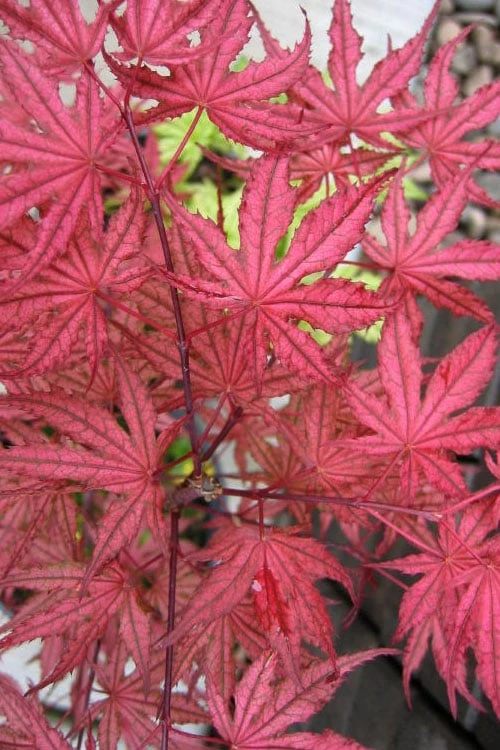 Olsen's Frosted Strawberry Japanese Maple - 3 Gallon Pot 1 Olsen's Frosted Strawberry Japanese Maple - 3 Gallon Pot