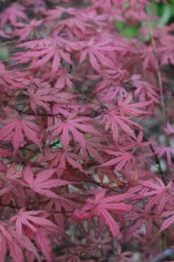 Olsen's Frosted Strawberry Japanese Maple - 3 Gallon Pot 25 Olsen's Frosted Strawberry Japanese Maple - 3 Gallon Pot -Garden Plant Shop acer palmatum olsens frosted strawberry japanese maple 7