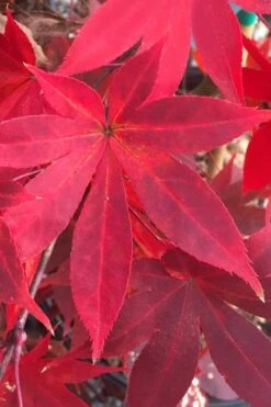Omato Japanese Maple - 2 Gallon Pot 10 Omato Japanese Maple - 2 Gallon Pot -Garden Plant Shop acer palmatum omato japanese maple 1