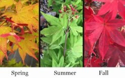 Omato Japanese Maple - 2 Gallon Pot 9 Omato Japanese Maple - 2 Gallon Pot -Garden Plant Shop acer palmatum omato japanese maple 10