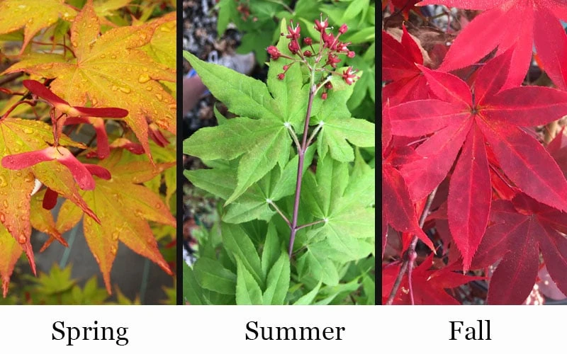 Omato Japanese Maple - 2 Gallon Pot 4 Omato Japanese Maple - 2 Gallon Pot - Image 4