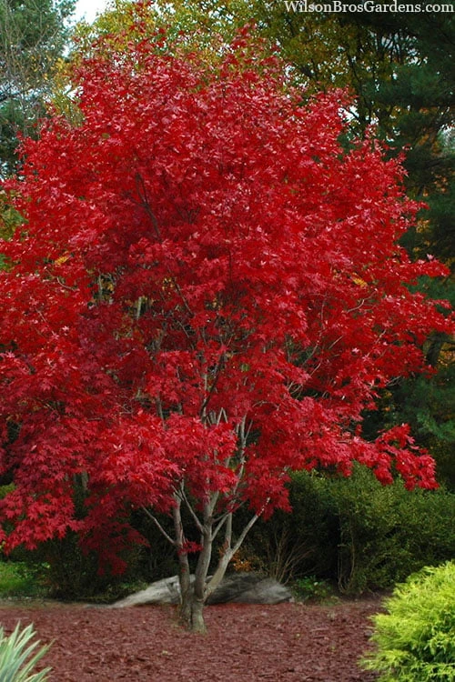 Omato Japanese Maple - 2 Gallon Pot 1 Omato Japanese Maple - 2 Gallon Pot