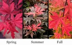 Orion Dwarf Red Japanese Maple - 5 Gallon Pot -Garden Plant Shop acer palmatum orion japanese maple 10 1