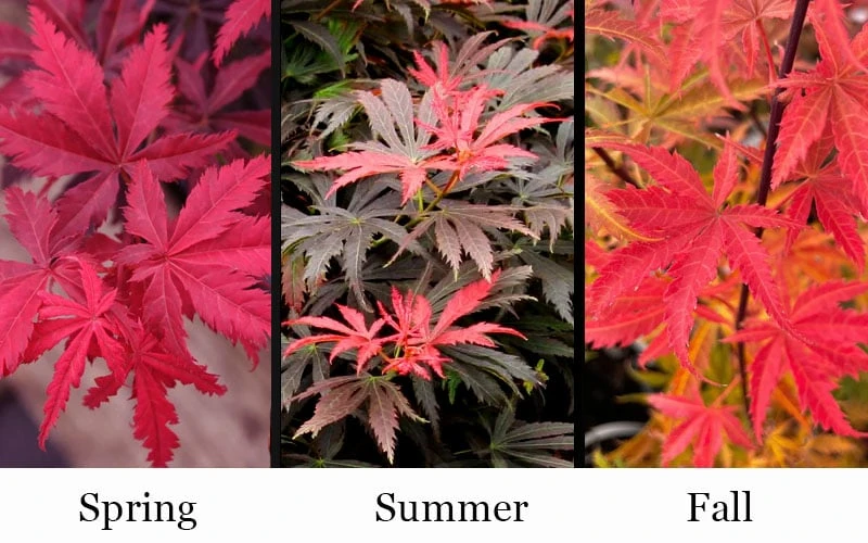 Orion Dwarf Red Japanese Maple - 1 Gallon Pot 5 Orion Dwarf Red Japanese Maple - 1 Gallon Pot - Image 5
