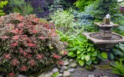 Orion Dwarf Red Japanese Maple - 2 Gallon Pot -Garden Plant Shop acer palmatum orion japanese maple 6 2