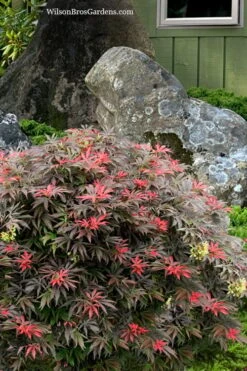 Orion Dwarf Red Japanese Maple - 5 Gallon Pot -Garden Plant Shop acer palmatum orion japanese maple 7 1