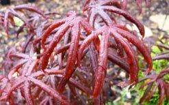 Peve's Starfish Japanese Maple - 3 Gallon Pot -Garden Plant Shop acer palmatum peves starfish japanese maple 10