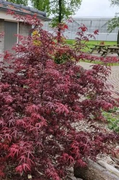 Peve's Starfish Japanese Maple - 3 Gallon Pot -Garden Plant Shop acer palmatum peves starfish japanese maple 12