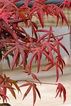 Peve's Starfish Japanese Maple - 7 Gallon Pot (7-8' HT) -Garden Plant Shop acer palmatum peves starfish japanese maple 13 1