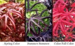 Peve's Starfish Japanese Maple - 3 Gallon Pot -Garden Plant Shop acer palmatum peves starfish japanese maple 2